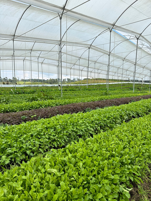 Historias ambientales de nuestro cultivo